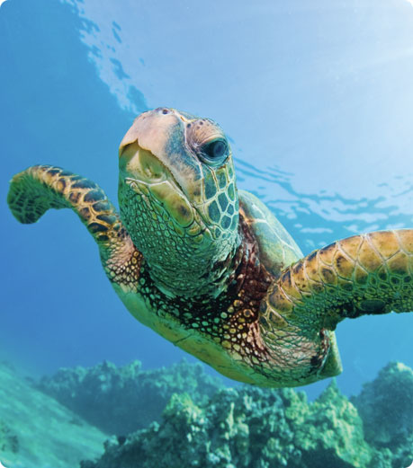 Loggerhead Turtle